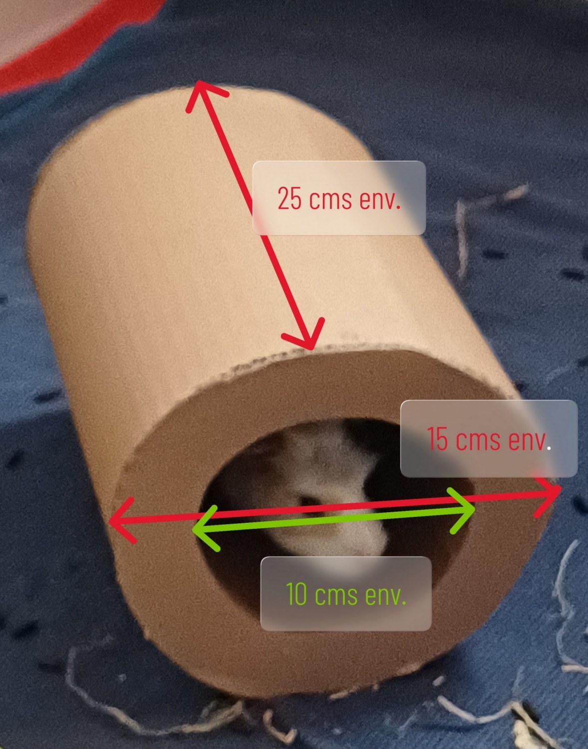 Dimensions cylindre cochon d'Inde
