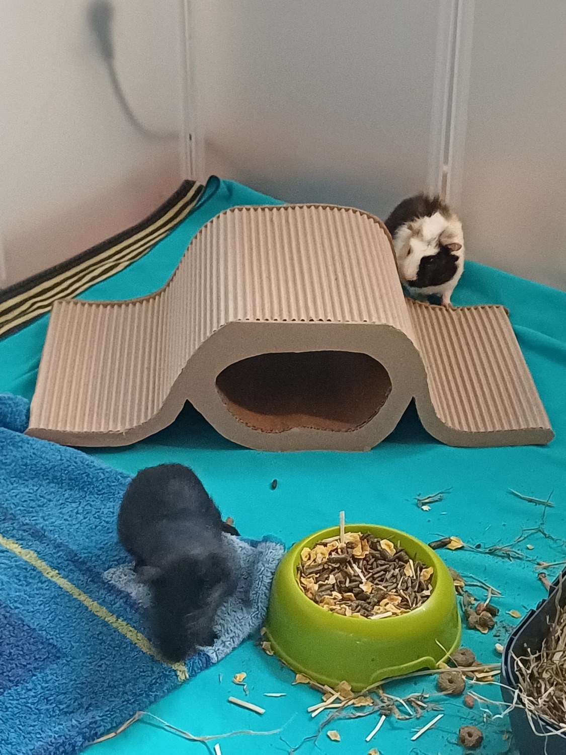 Rampe pour cochon d'inde