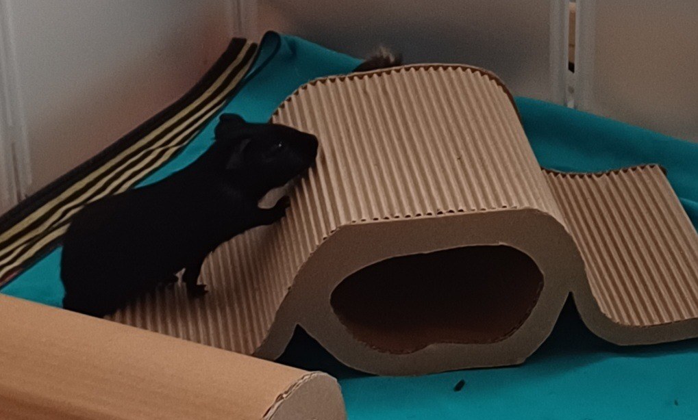 Rampe pour cochon d'inde