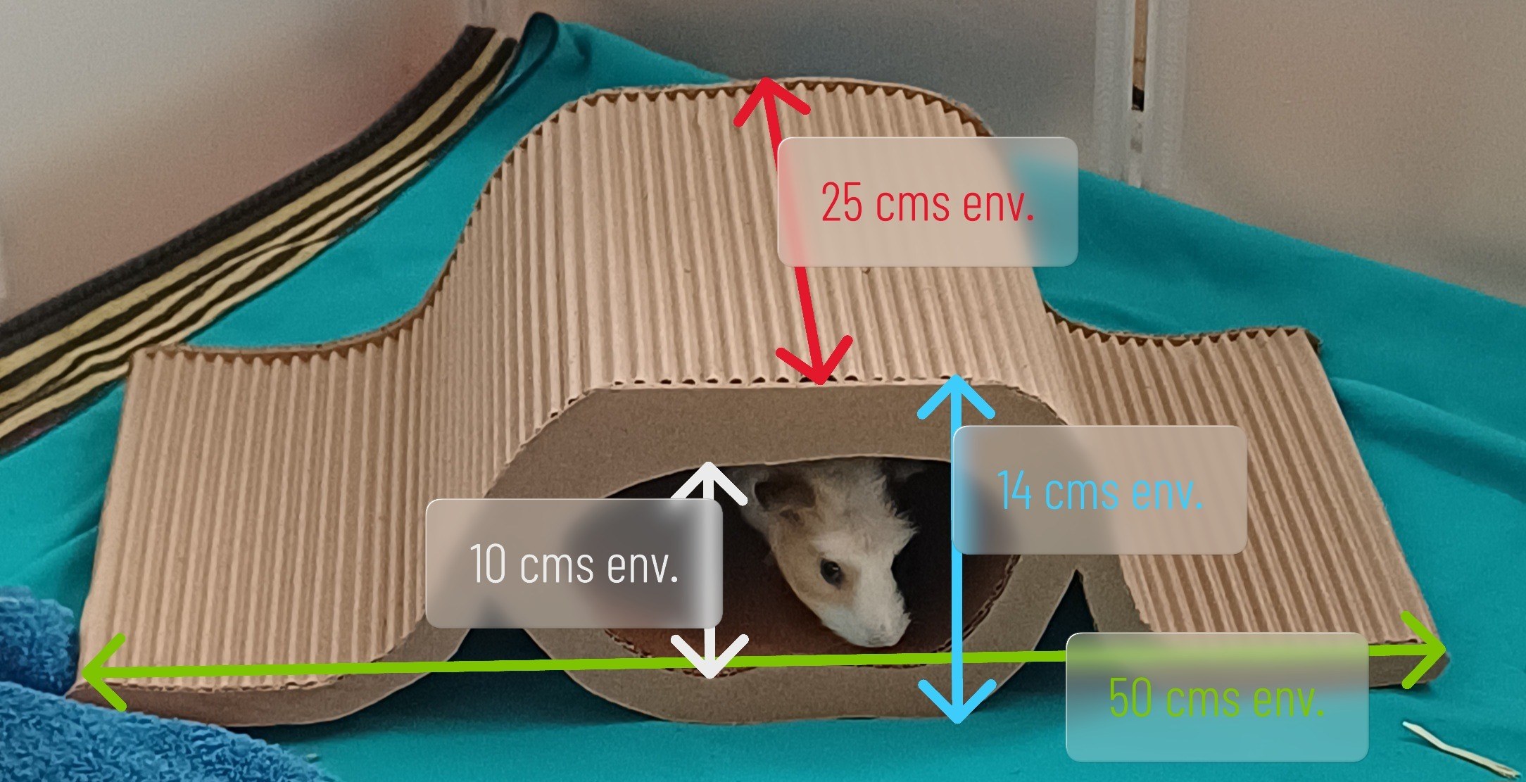 Rampe pour cochon d'inde