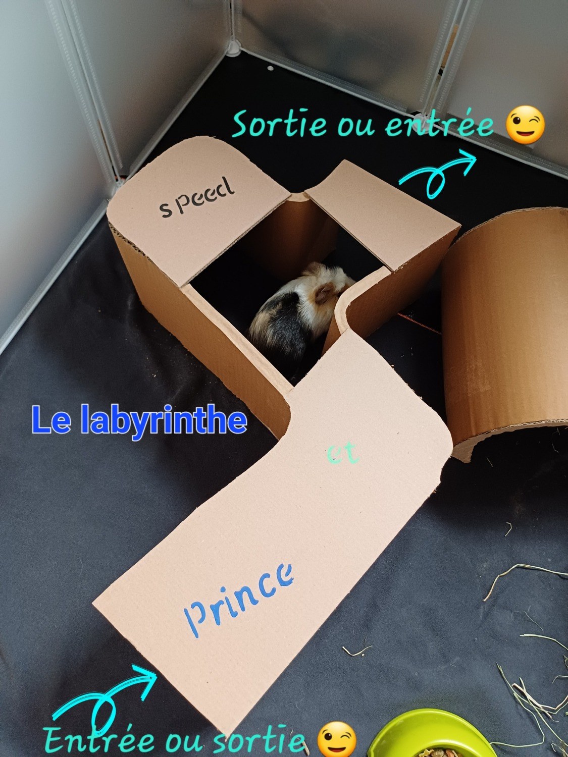 Labyrinthe pour cochon d'inde