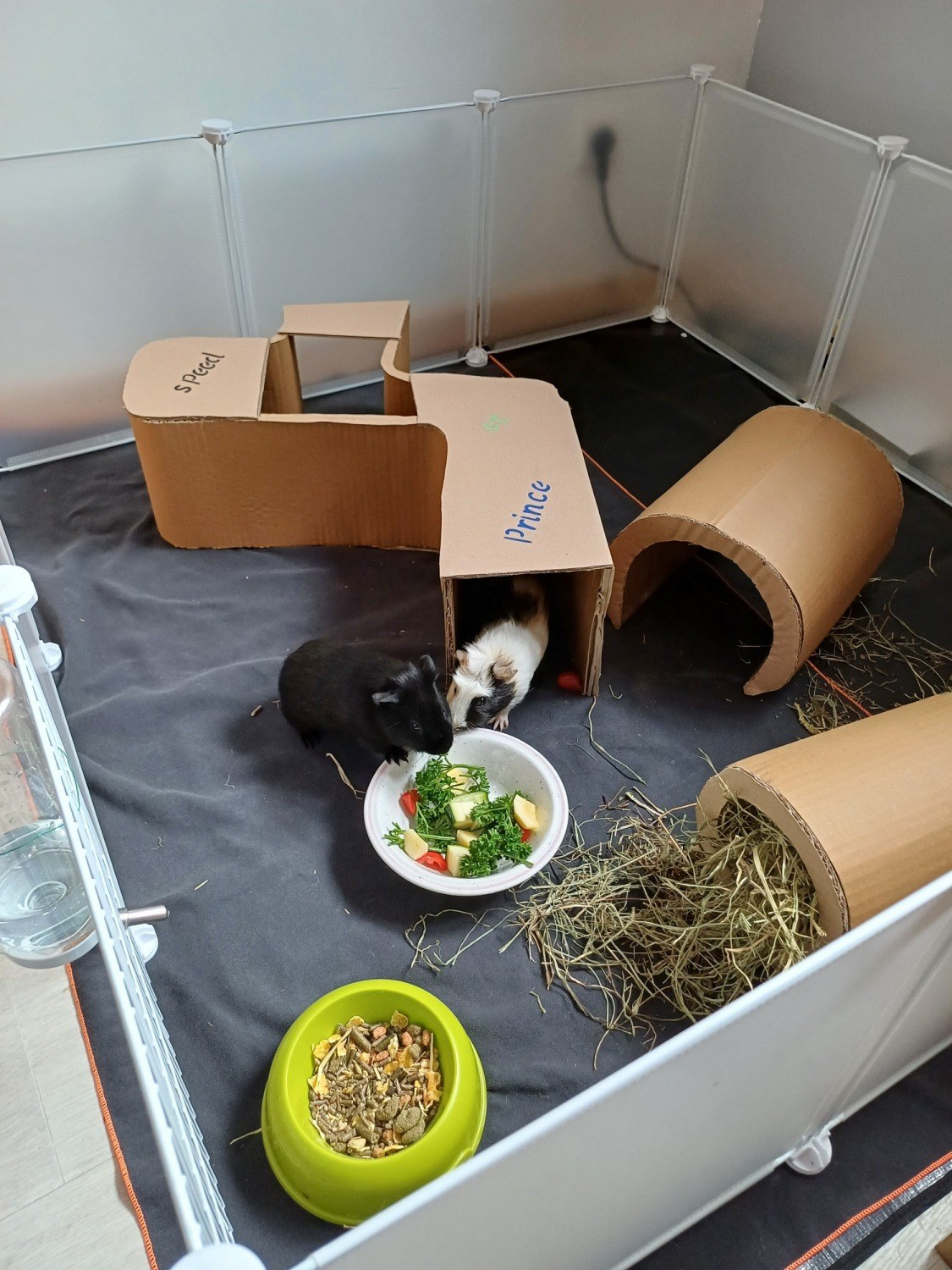 idée de parc cochon d'inde