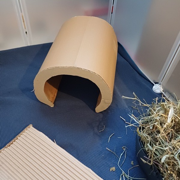 Tunnel pour cochon d'inde