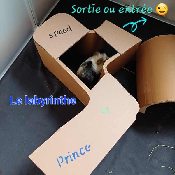 Labyrinthe pour cochon d'inde